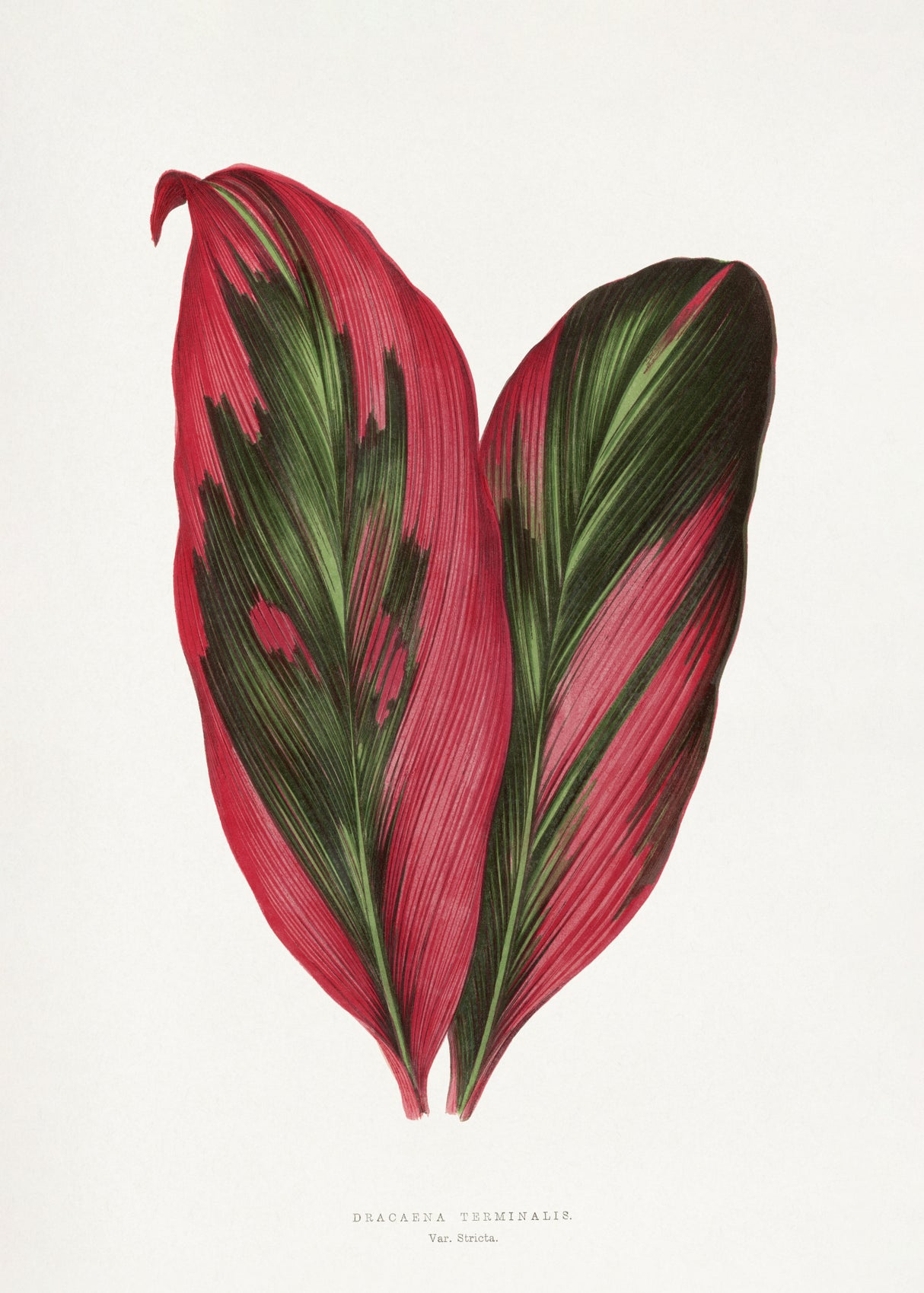 Pink Dracaena Terminalis Leaf Illustration Poster och Canvastavla