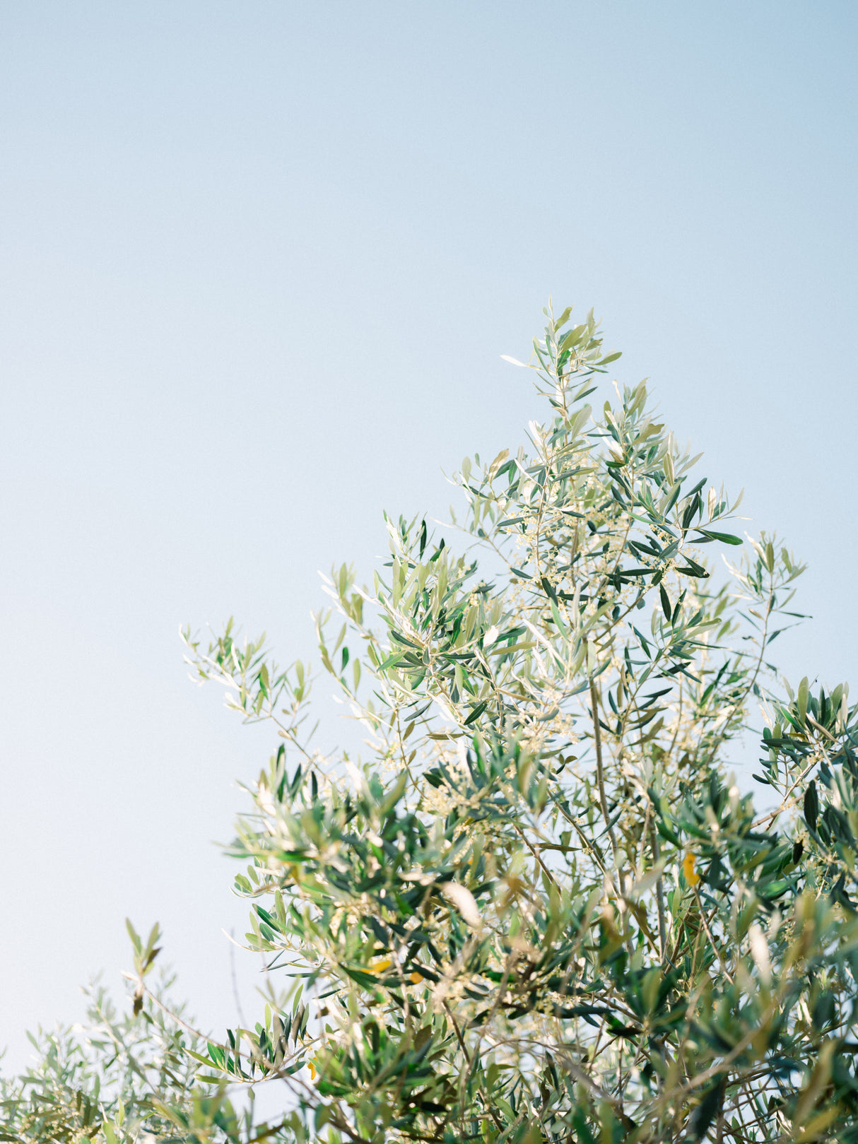 Olives In Ostuni | Italy Travel Photography Poster och Canvastavla