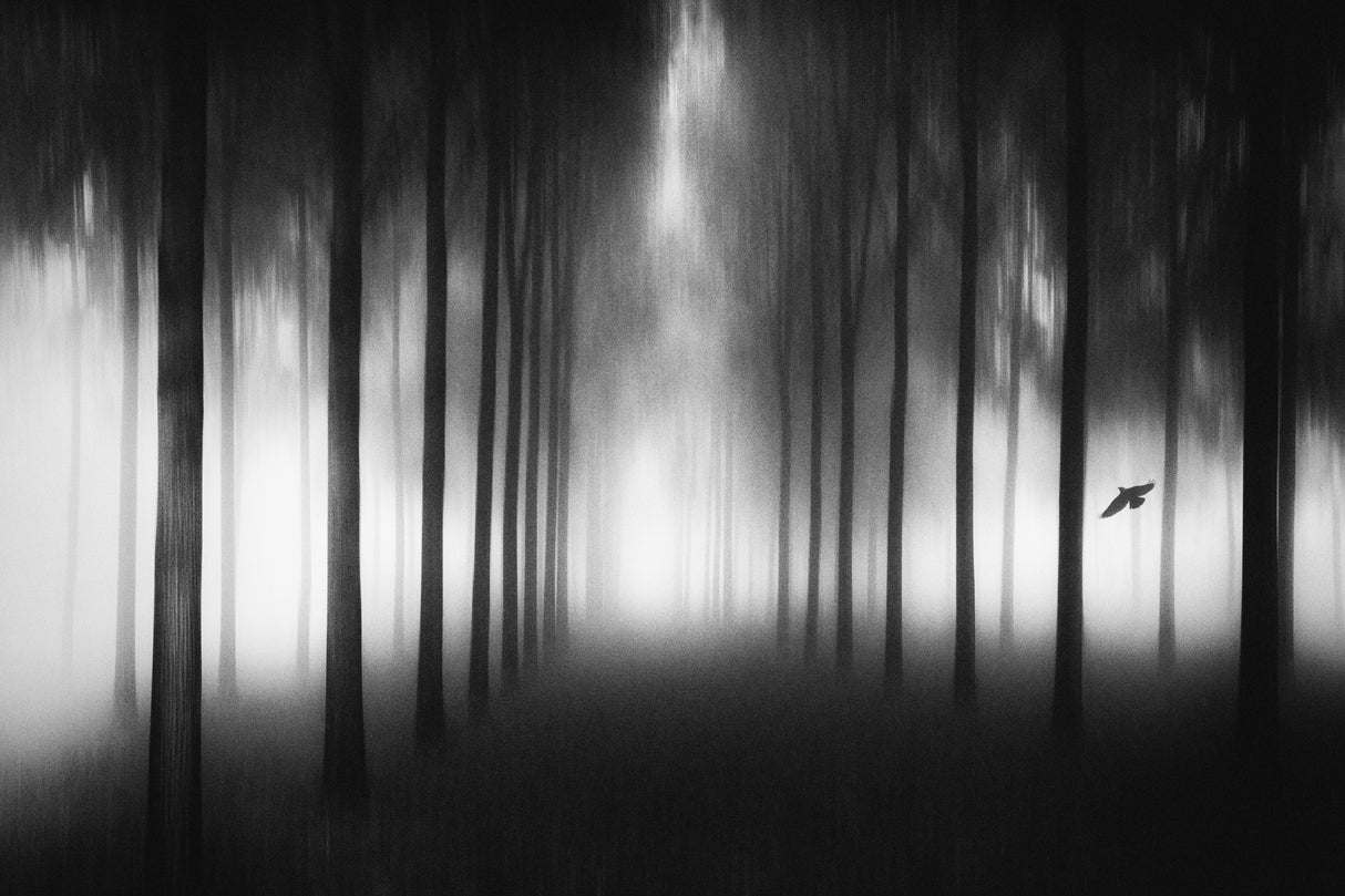 Dense fog Poster och Canvastavla