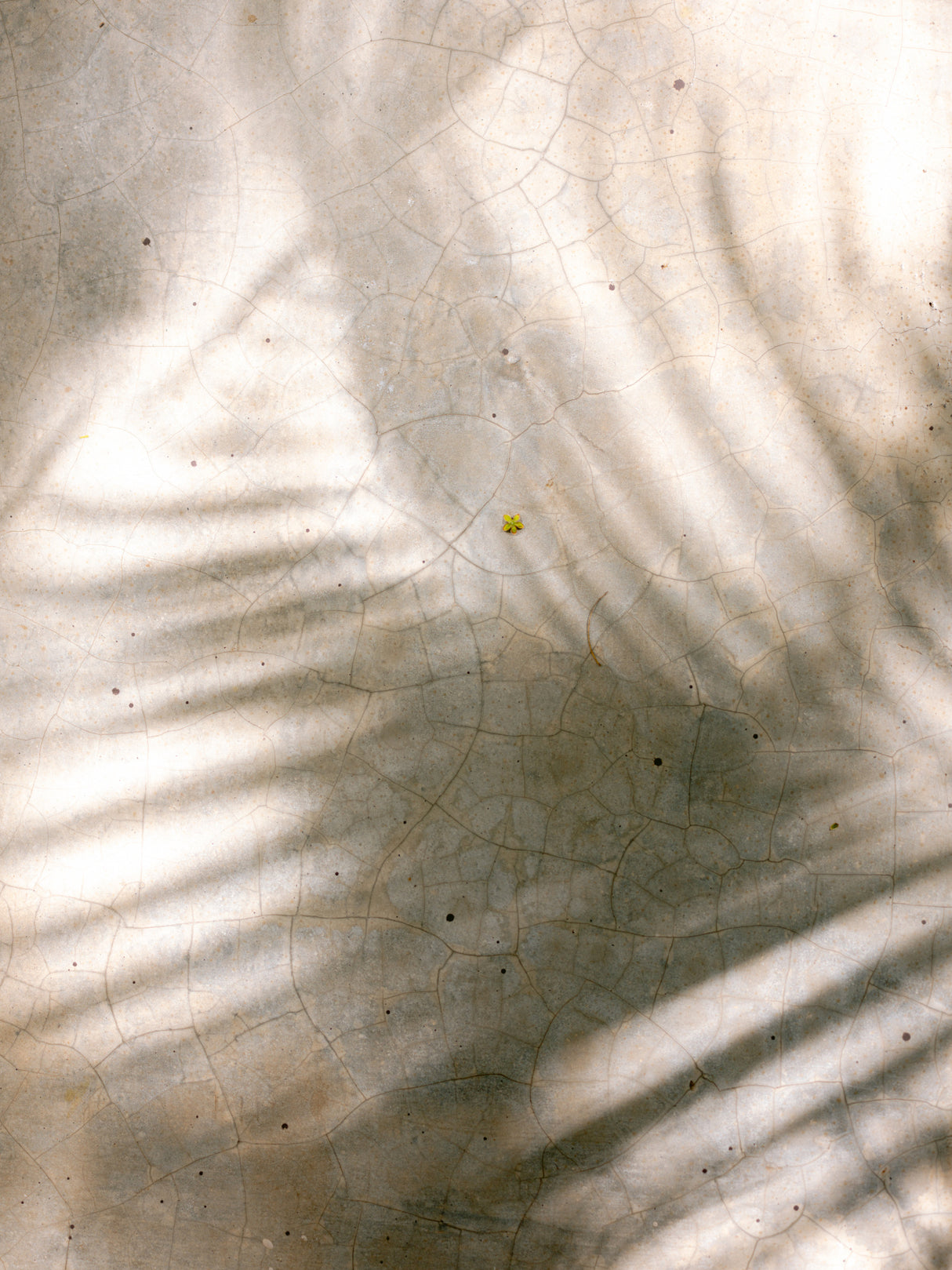 Palm Shadows Poster och Canvastavla