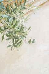 Olive Tree Leaves Poster och Canvastavla
