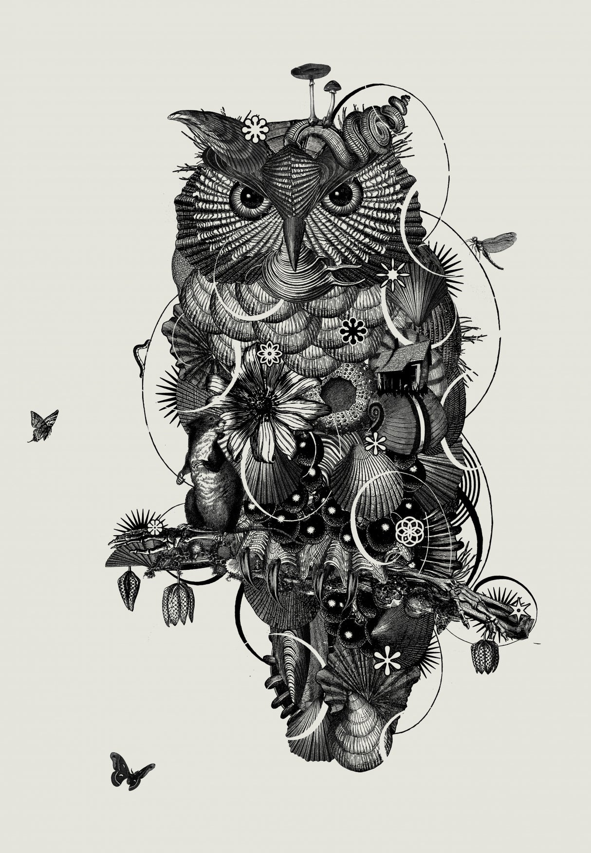 Owl Poster och Canvastavla