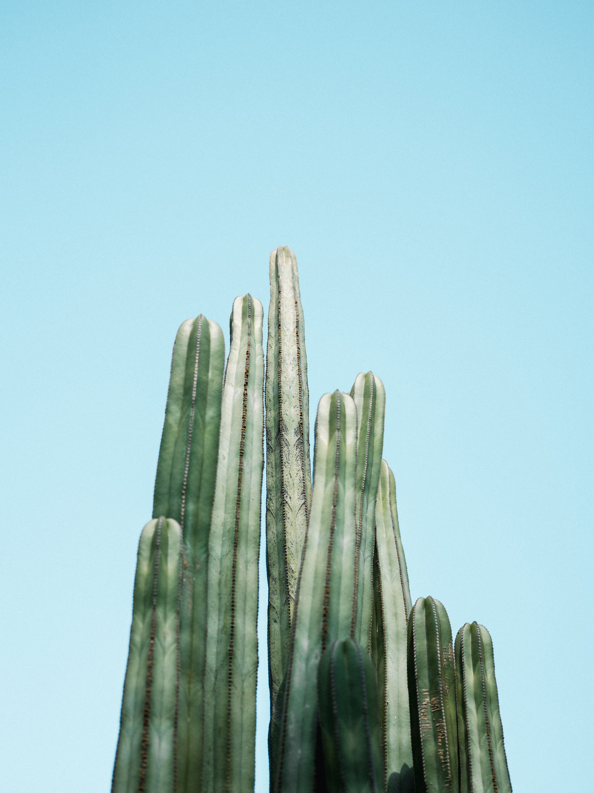 Cacti Poster och Canvastavla