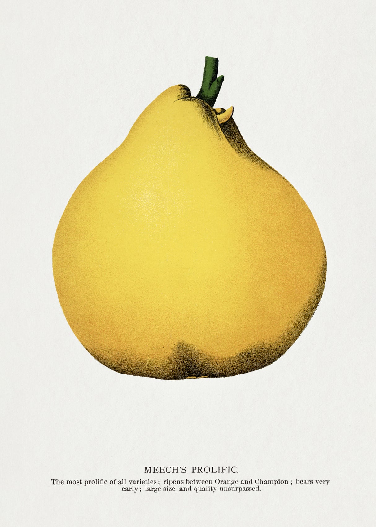 Meech's Prolific Pear Lithograph Poster och Canvastavla