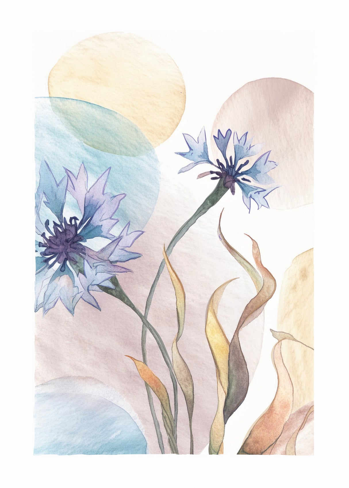 Watercolor Cornflowers Poster och Canvastavla