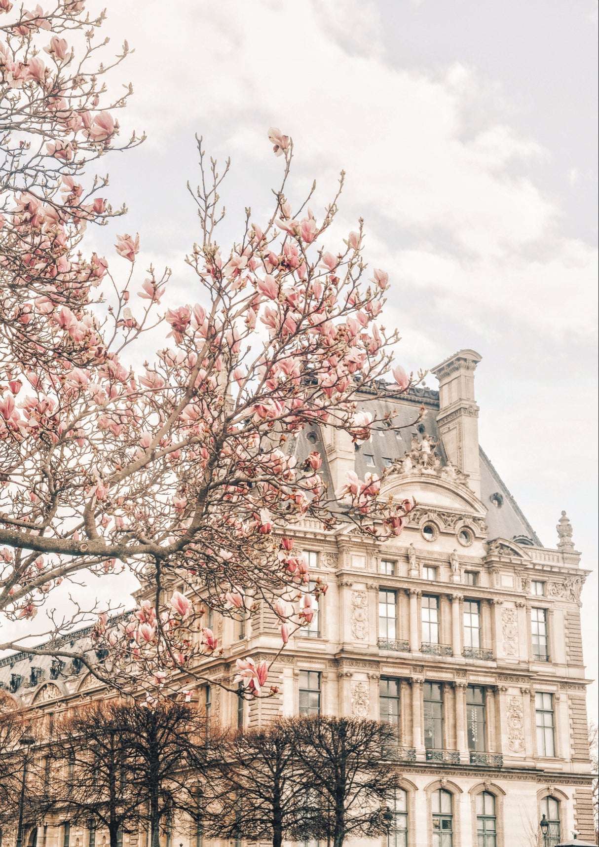 Magnoliaparis Ratioiso Poster och Canvastavla