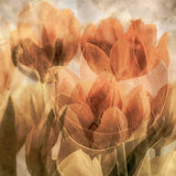 Tulips Poster och Canvastavla