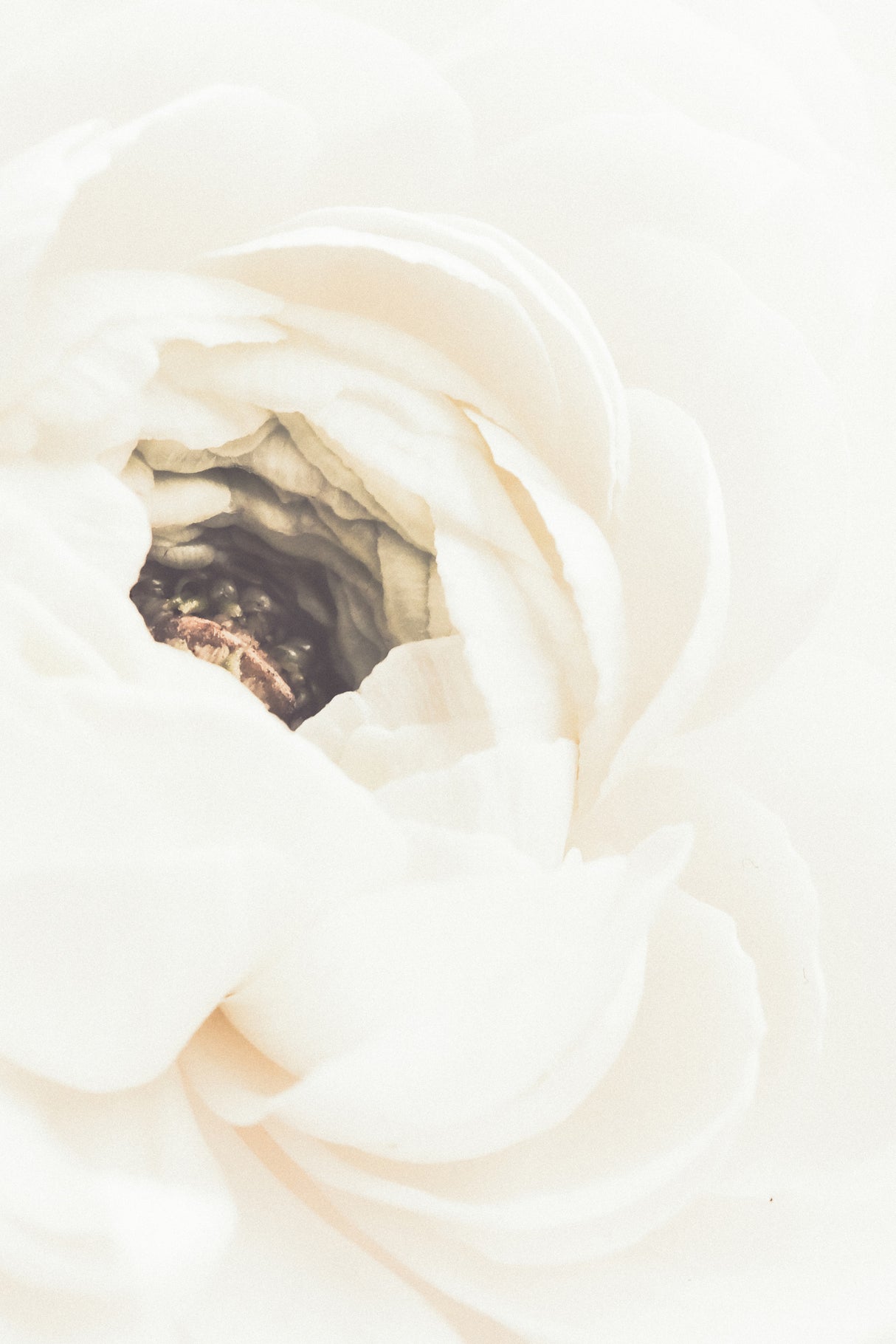 White Flower 01 Poster och Canvastavla