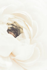 White Flower 01 Poster och Canvastavla