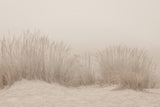 Dunes Grass Beige Poster och Canvastavla