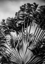 Tropical Dancer Poster och Canvastavla