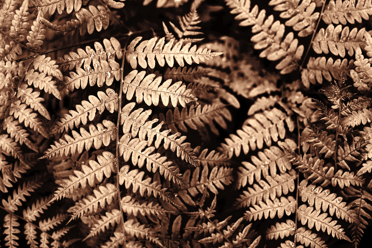 Fall fern Poster och Canvastavla