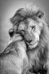 African Love! Poster och Canvastavla