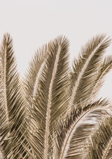 Desert Palm Poster och Canvastavla