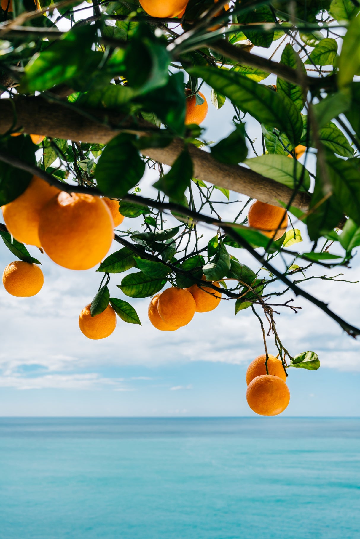 Amalfi Coast Oranges IV Poster och Canvastavla