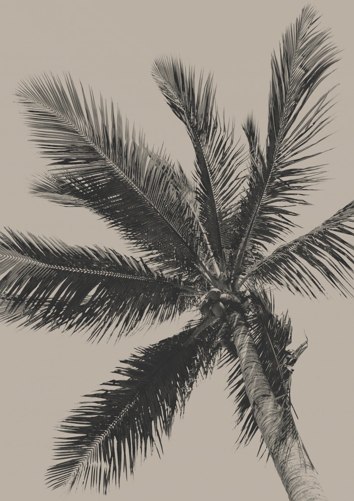Palm Tree Poster och Canvastavla