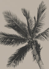 Palm Tree Poster och Canvastavla