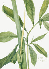 Greendragon (1920) Poster och Canvastavla
