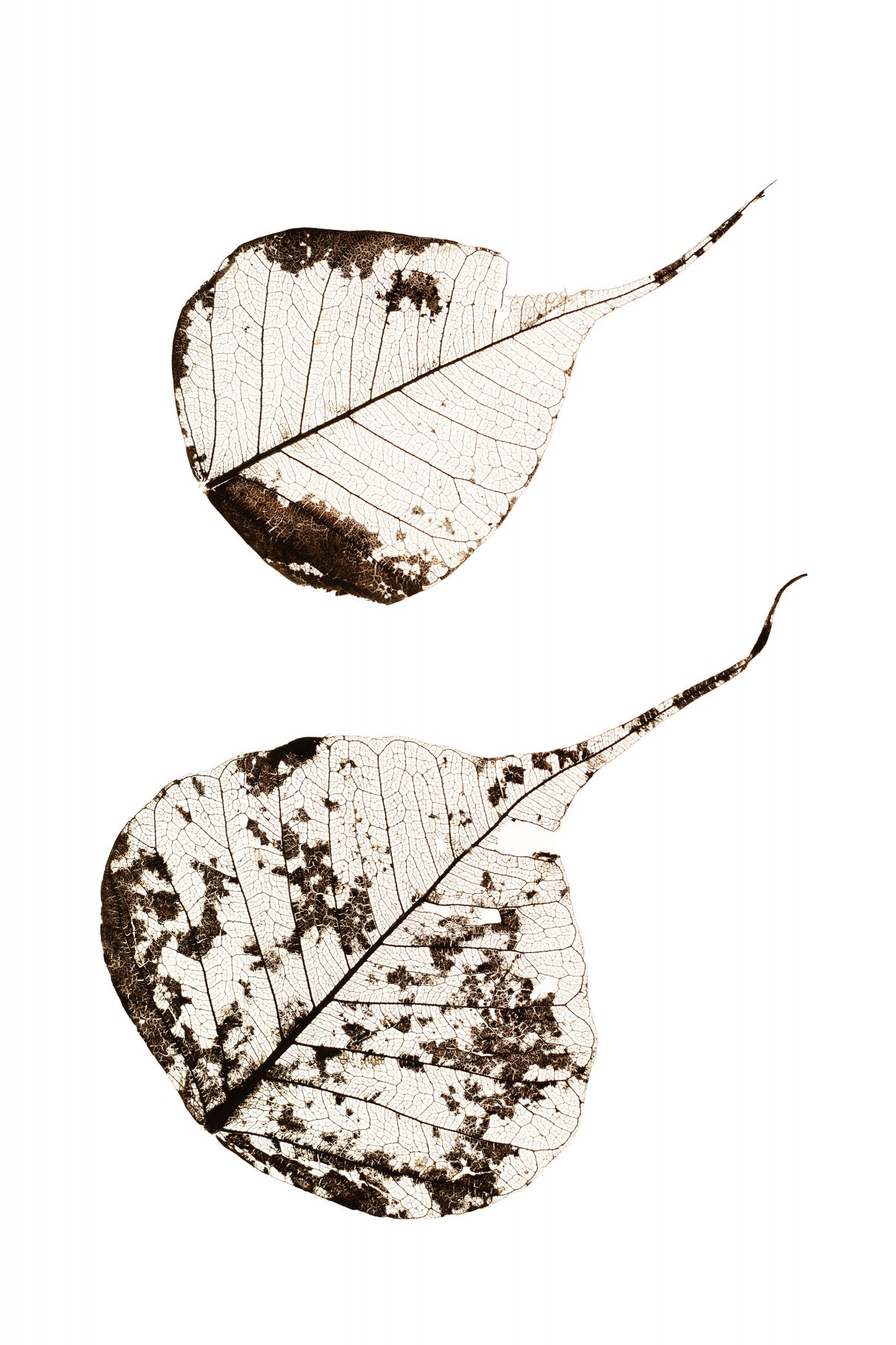 Fallen Leaves #2 Poster och Canvastavla
