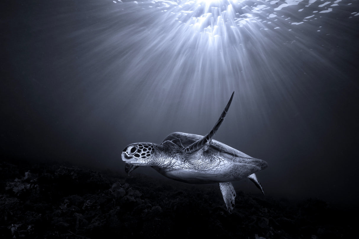 The deep Poster och Canvastavla