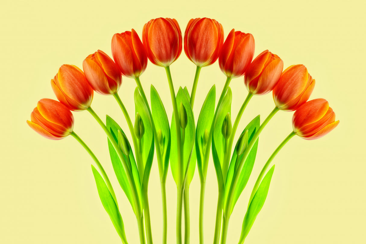 bouquet of tulips Poster och Canvastavla