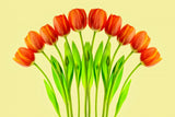 bouquet of tulips Poster och Canvastavla