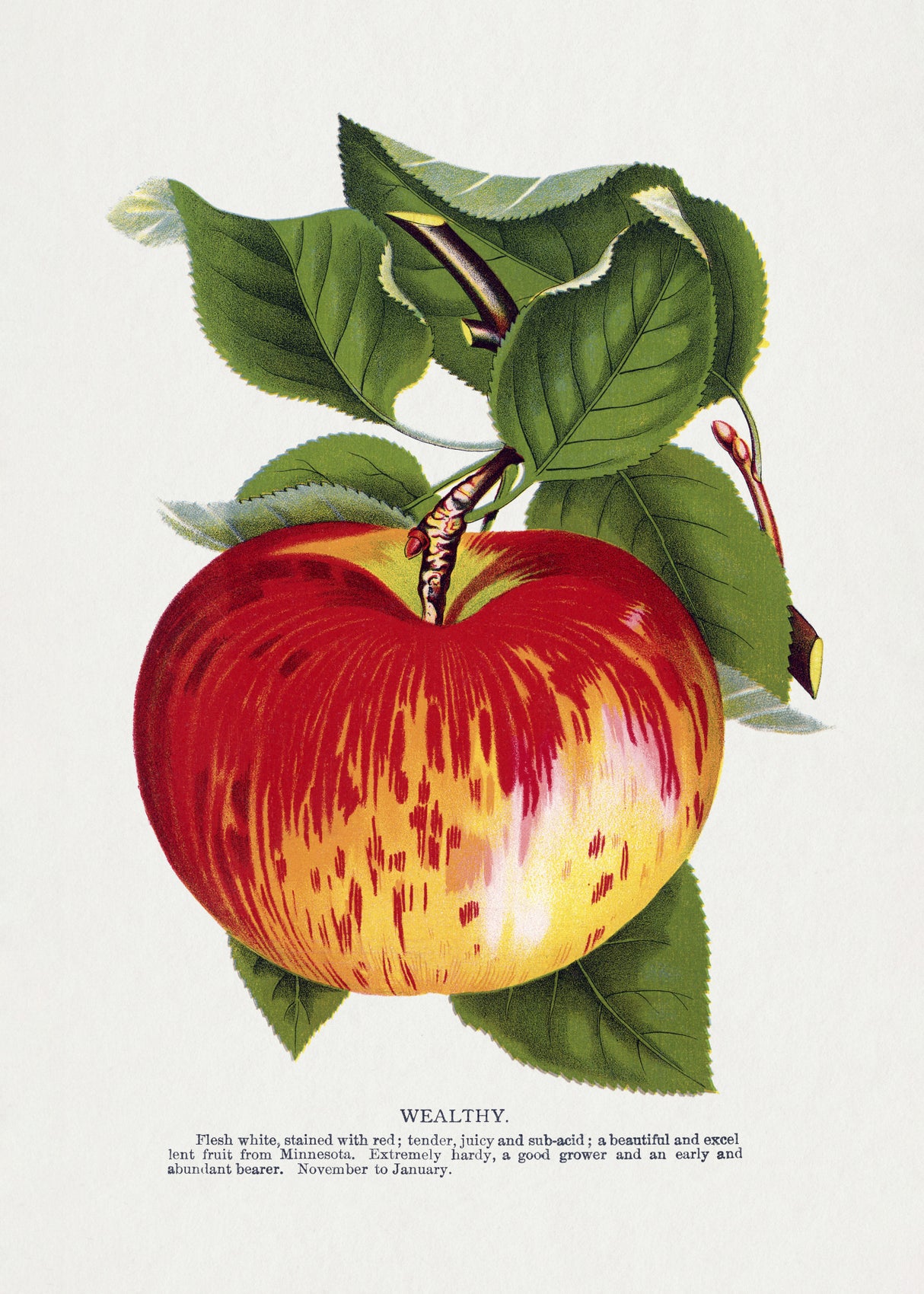Wealthy Apple Lithograph Poster och Canvastavla
