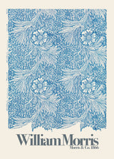 Marigold Poster och Canvastavla