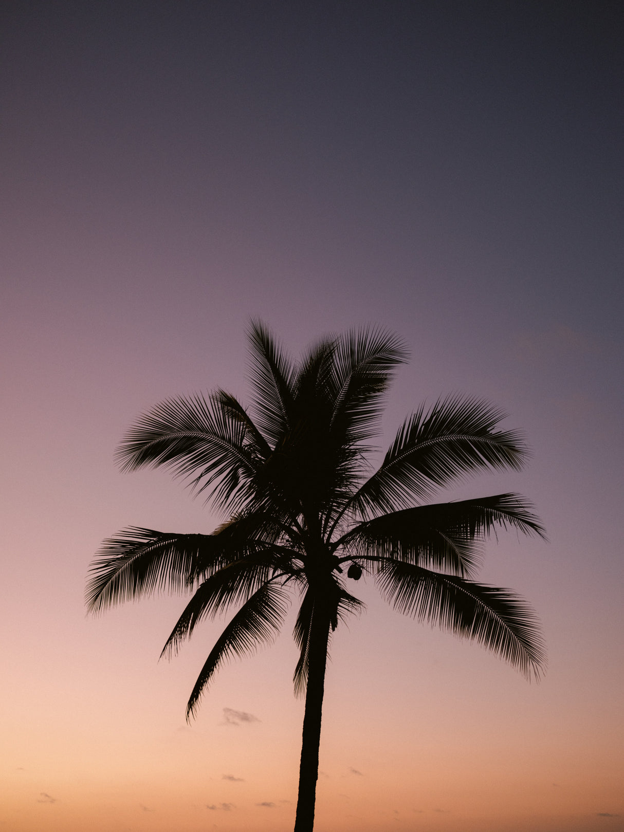 Costa Rica Palm Tree Poster och Canvastavla
