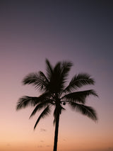 Costa Rica Palm Tree Poster och Canvastavla