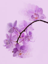 orchid fantasy Poster och Canvastavla