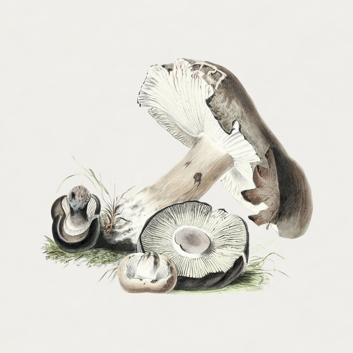 Vintage Agaricus Augustus Mushroom Poster och Canvastavla