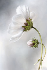Heavenly Cosmos Poster och Canvastavla
