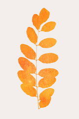 Oak Leaf Poster och Canvastavla