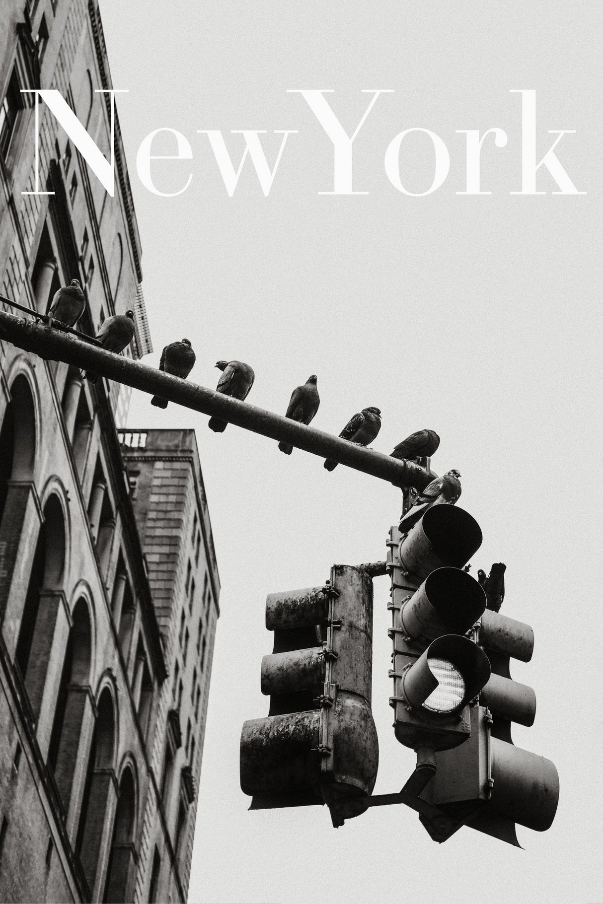 NYC Doves Poster och Canvastavla