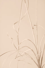 Dried Grass Beige 01 Poster och Canvastavla