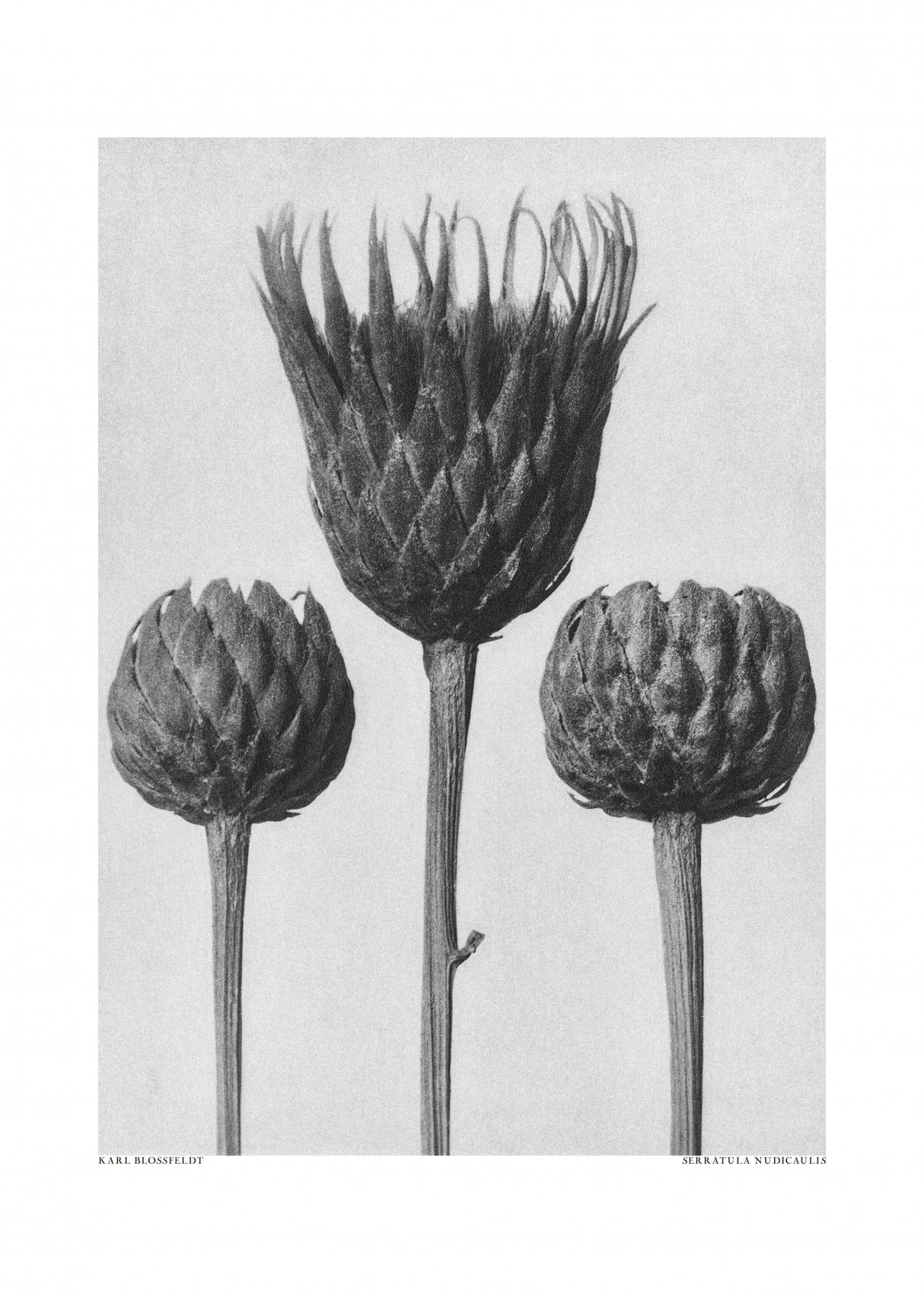 Serratula Nudicaulis Poster och Canvastavla