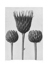 Serratula Nudicaulis Poster och Canvastavla