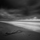Branch on the shore Poster och Canvastavla