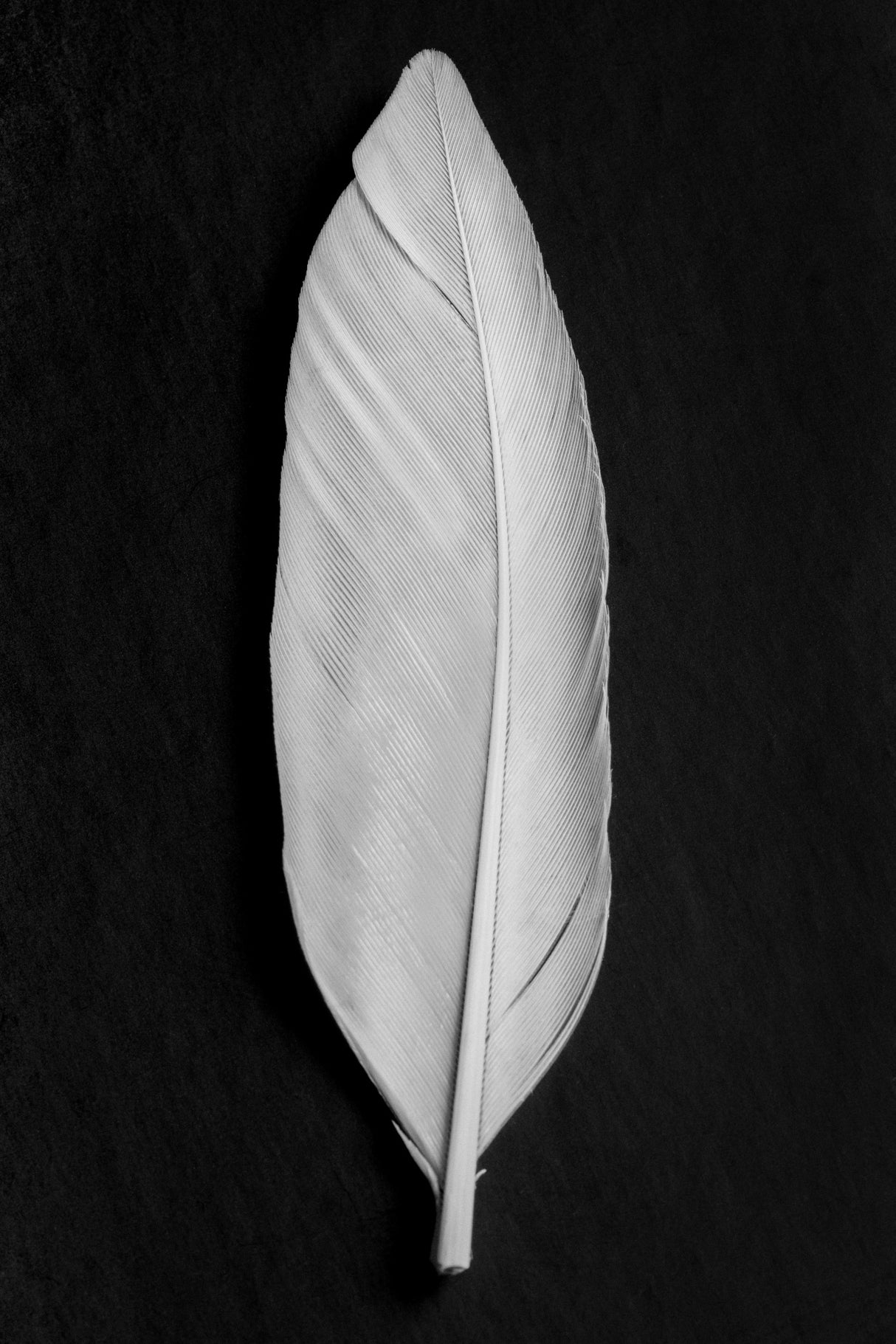 Feather_008 Poster och Canvastavla