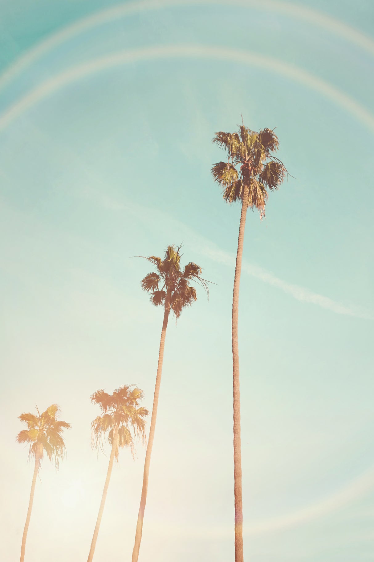 Sunny Cali Palm Tree Poster och Canvastavla