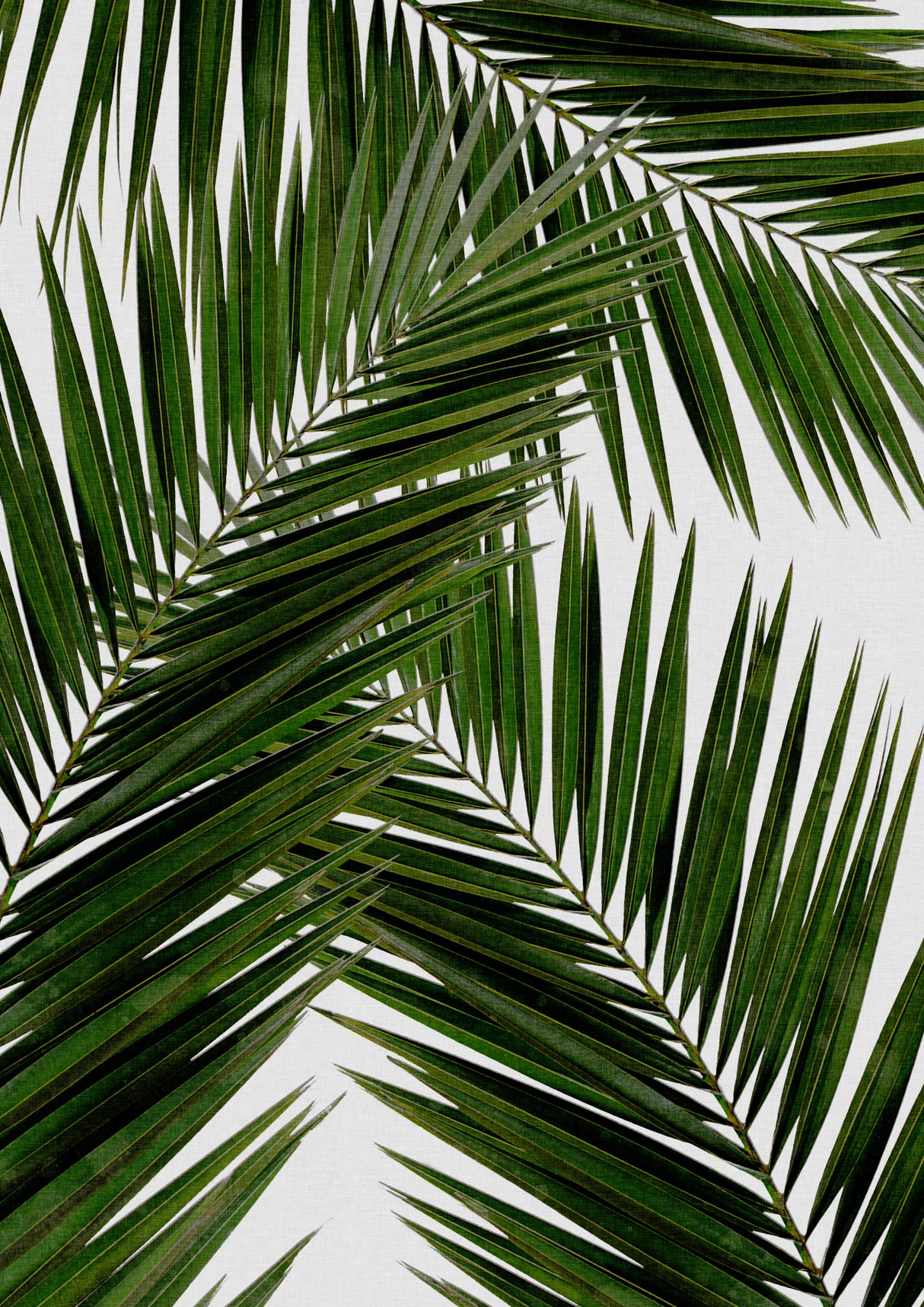 Palm Leaf III Poster och Canvastavla