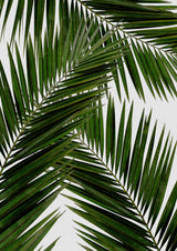 Palm Leaf III Poster och Canvastavla