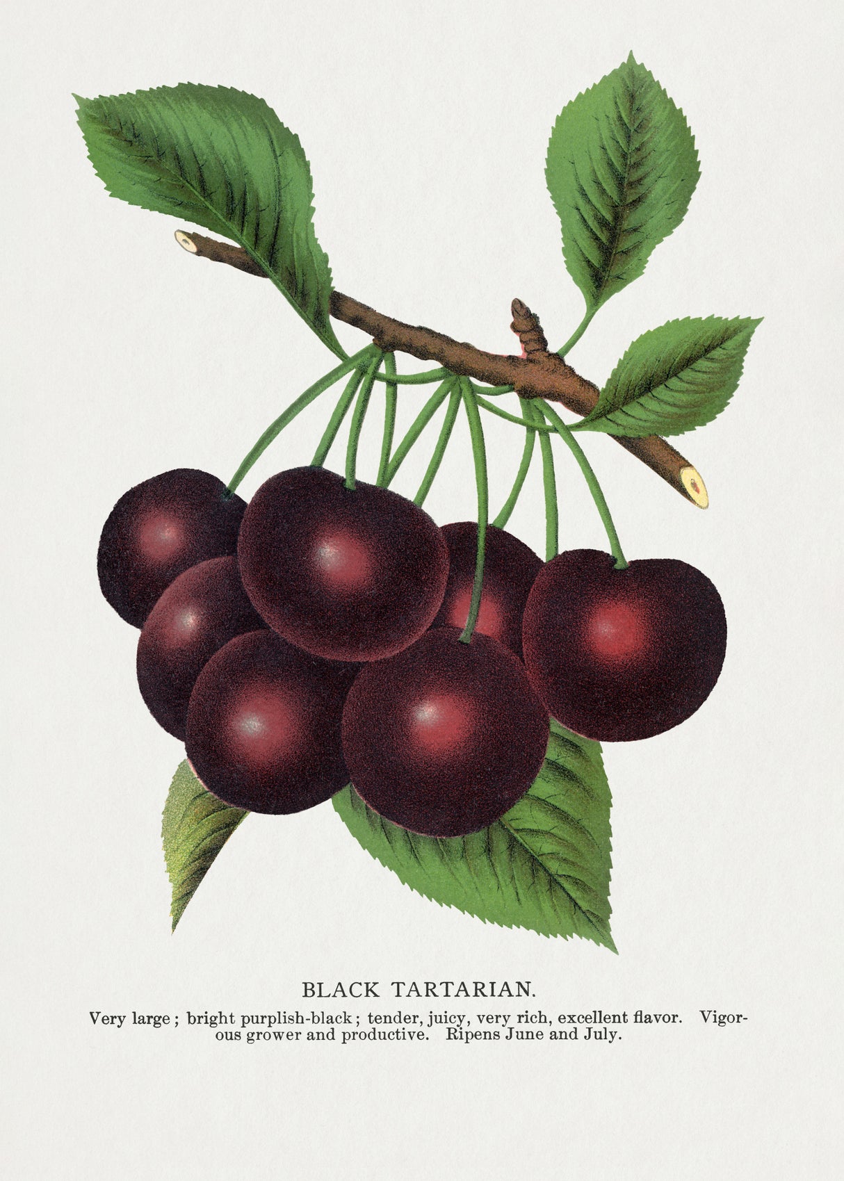 Black Tartarian Cherry Lithograph Poster och Canvastavla