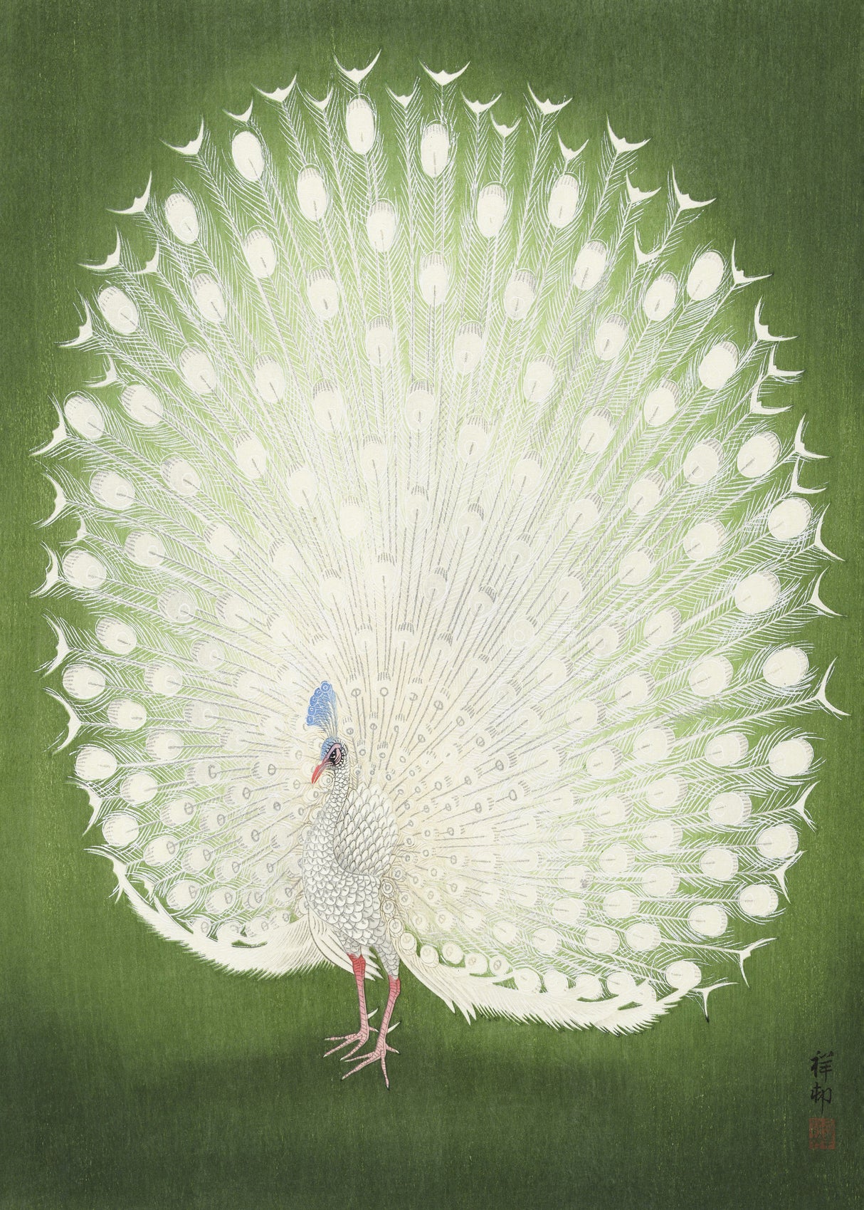 Peacock 50x70 Poster och Canvastavla