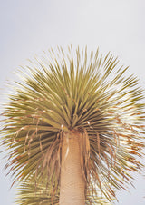 Mohawk Poster och Canvastavla