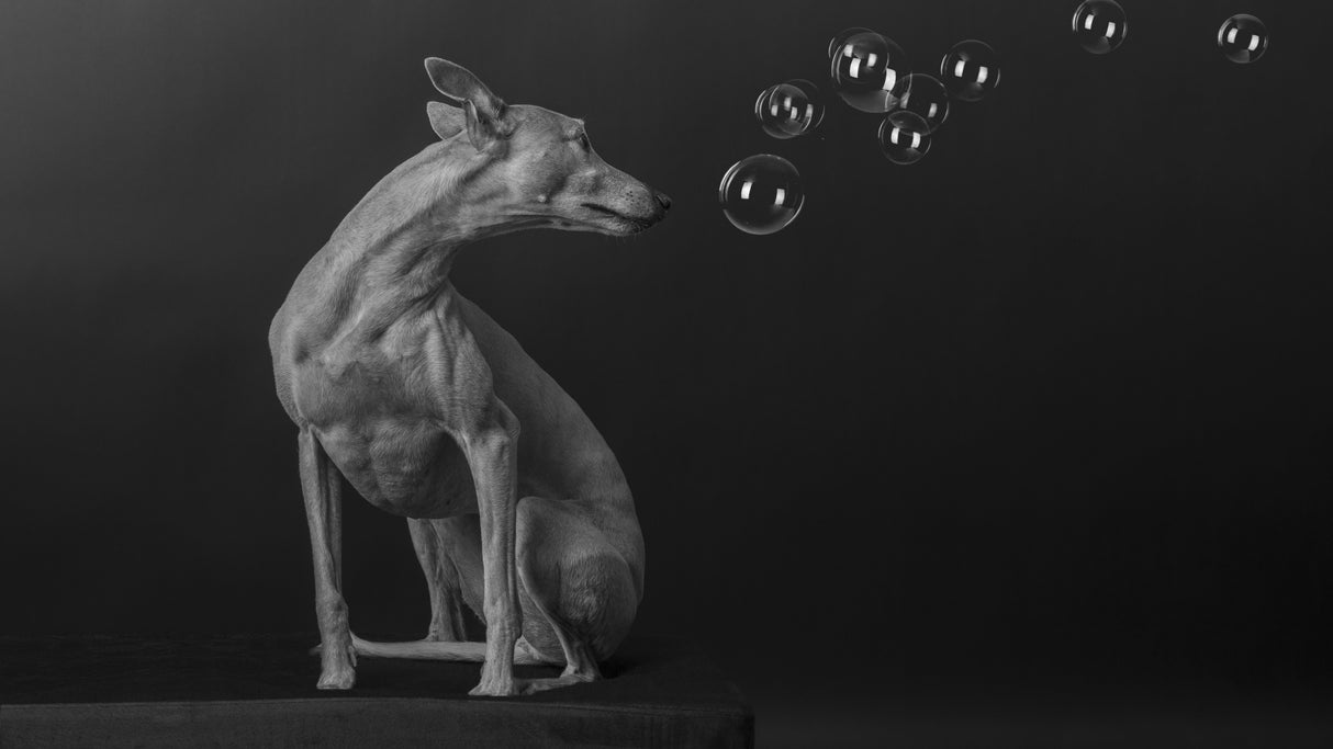 Bubbles Poster och Canvastavla