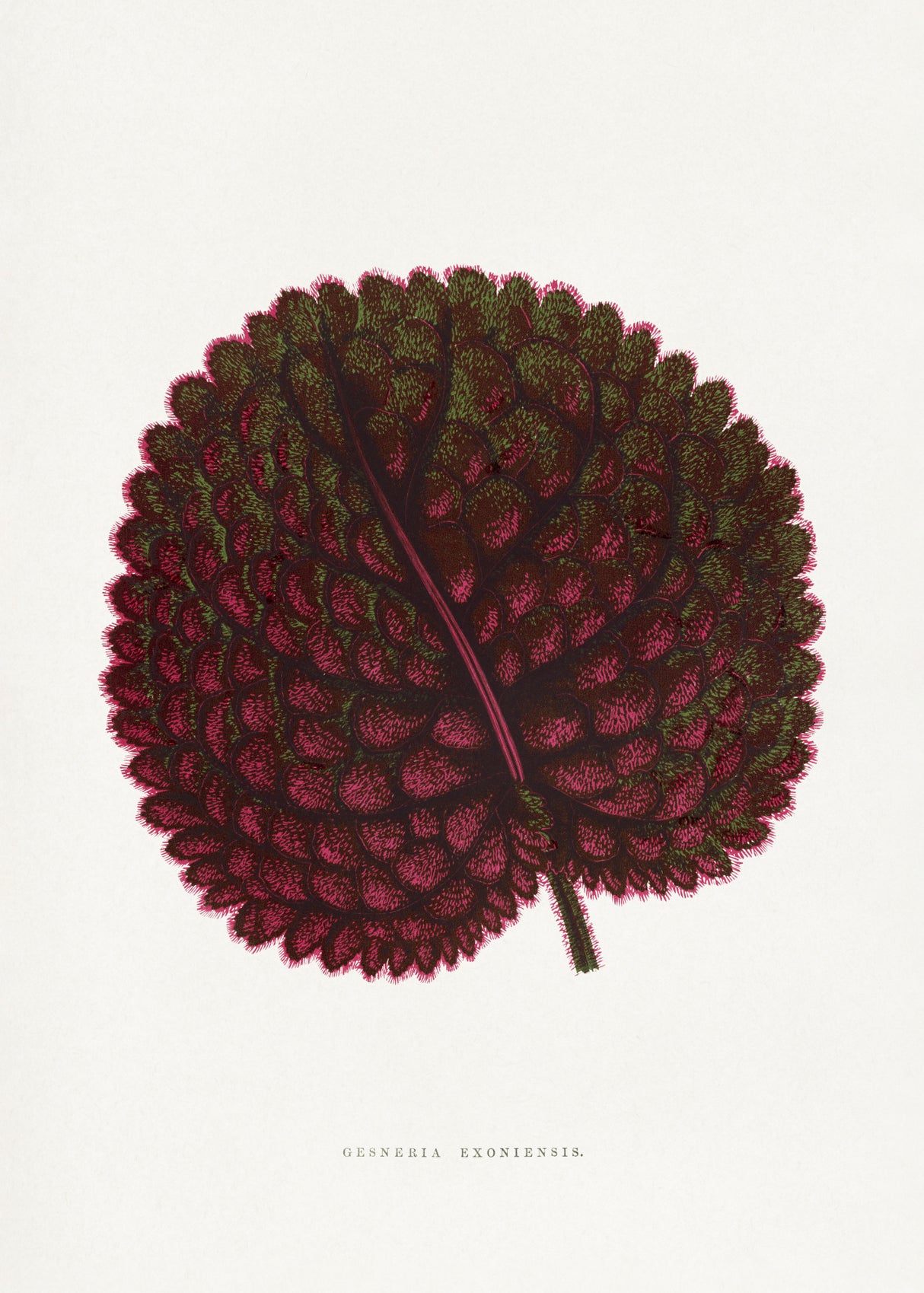 Pink Gesneria Exoniensis Leaf Illustration Poster och Canvastavla