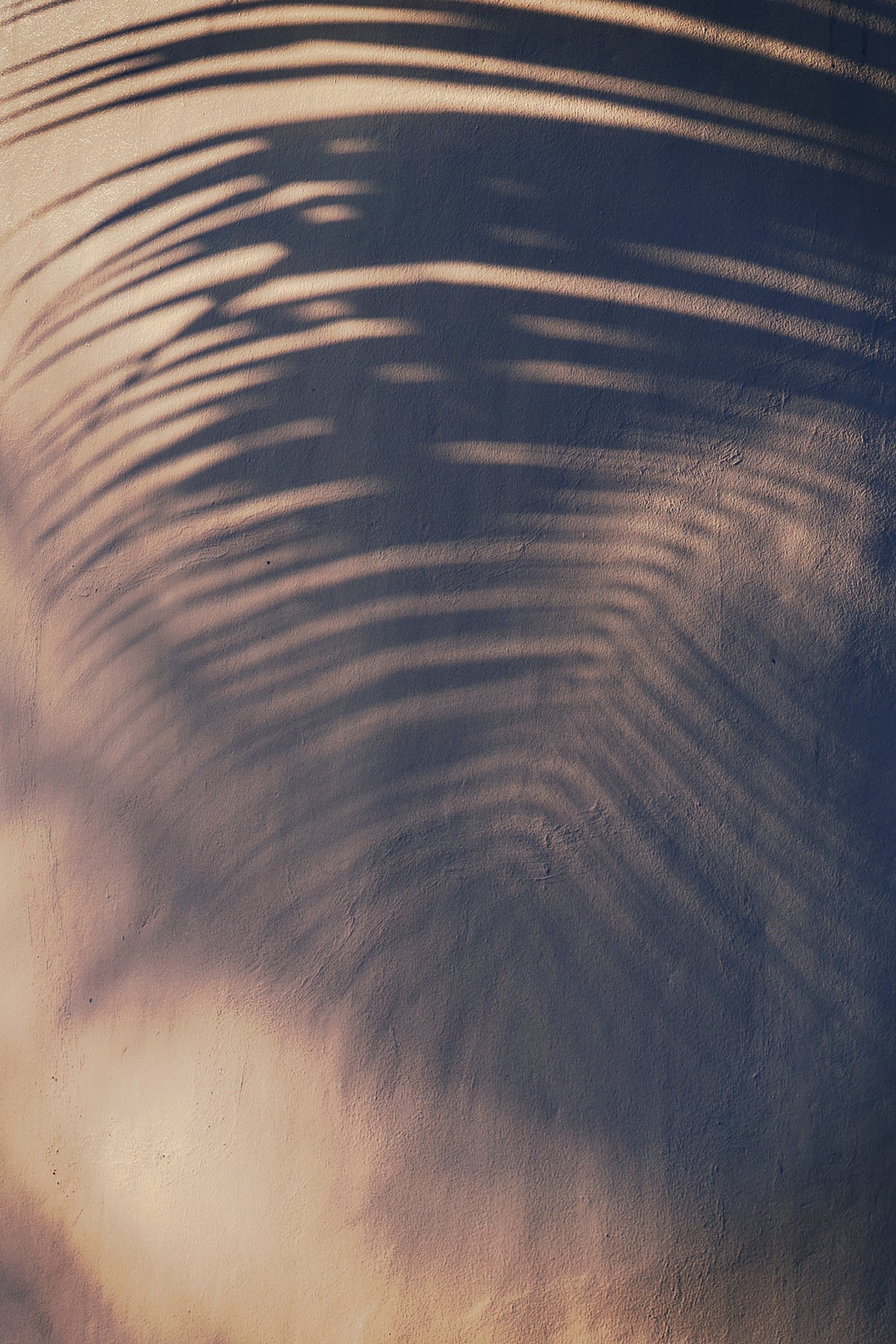 Wall & Palm Shadow Poster och Canvastavla