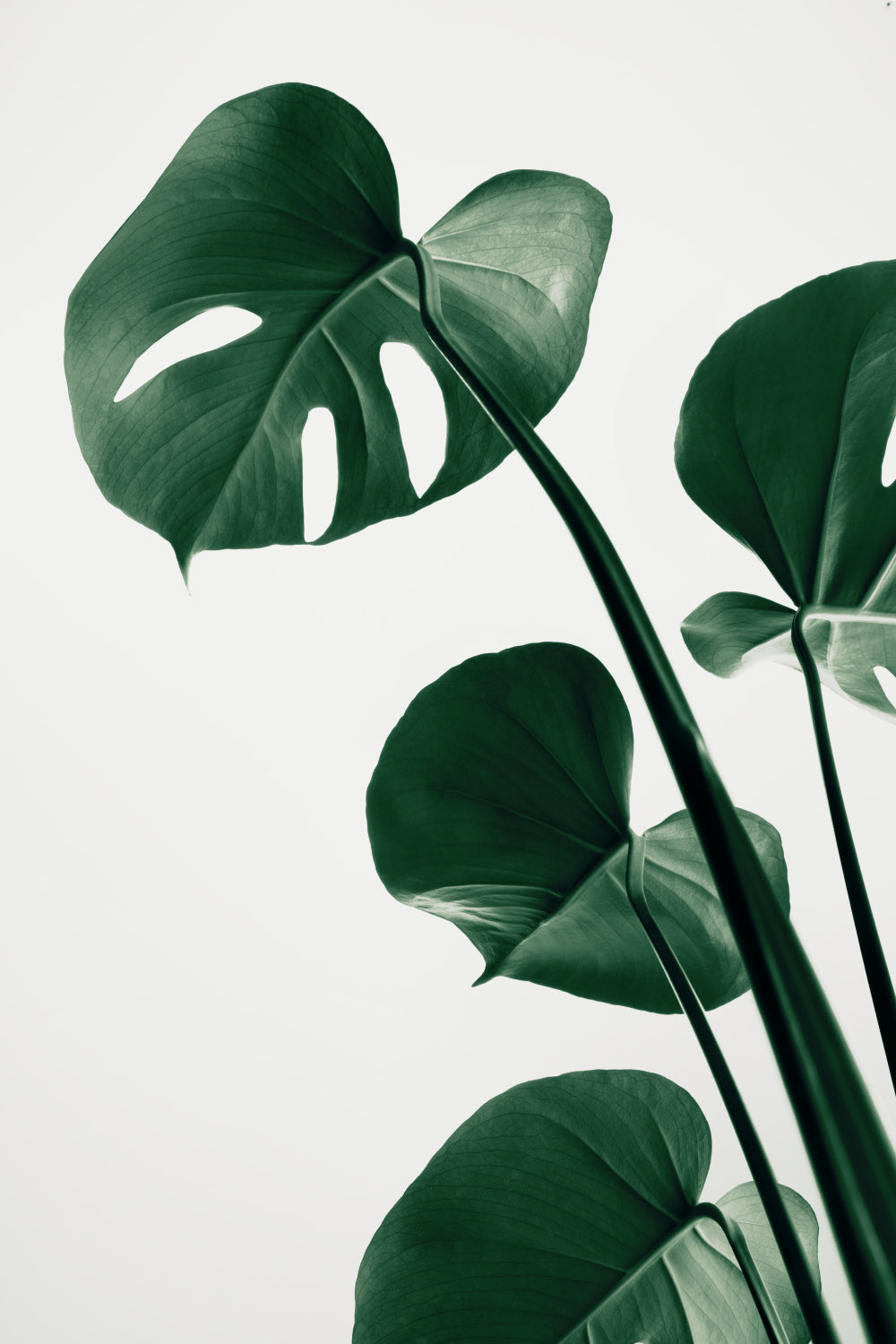 Monstera Natural 38 Poster och Canvastavla